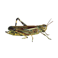 Grasshopper Image