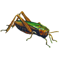 Grasshopper File Transparent PNG Image