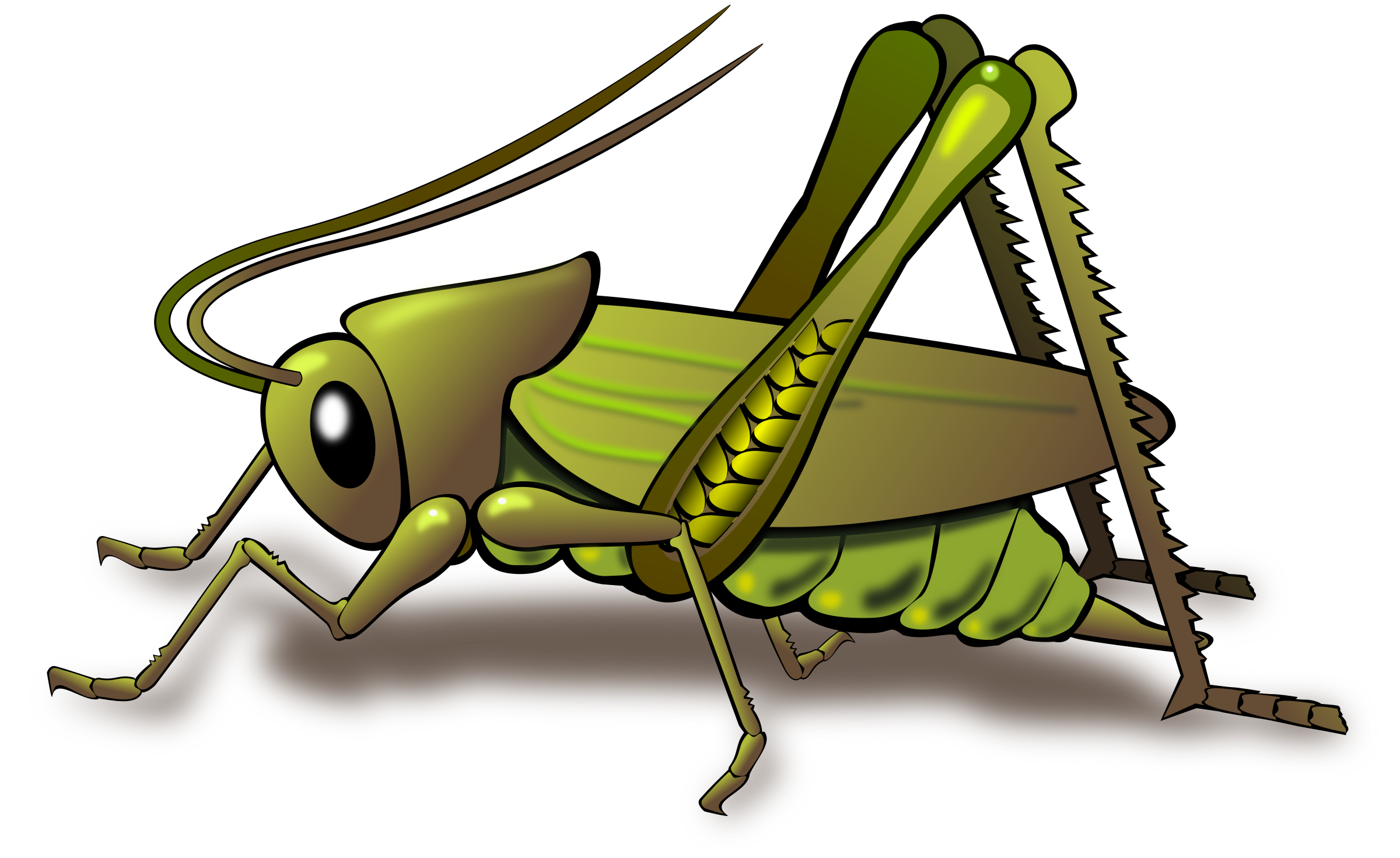 Grasshopper Photos PNG Image