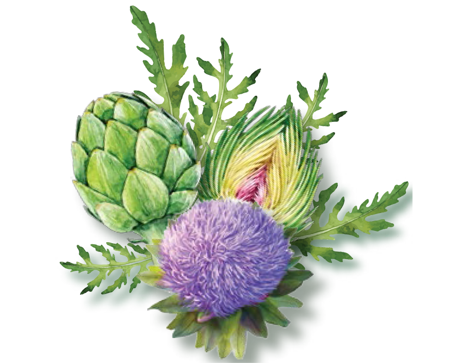 Picture Single Artichoke Free Download PNG HD PNG Image