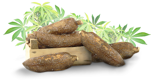 Cassava Free Clipart HD PNG Image