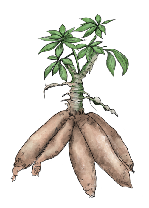 Organic Cassava Download HD Transparent PNG Image