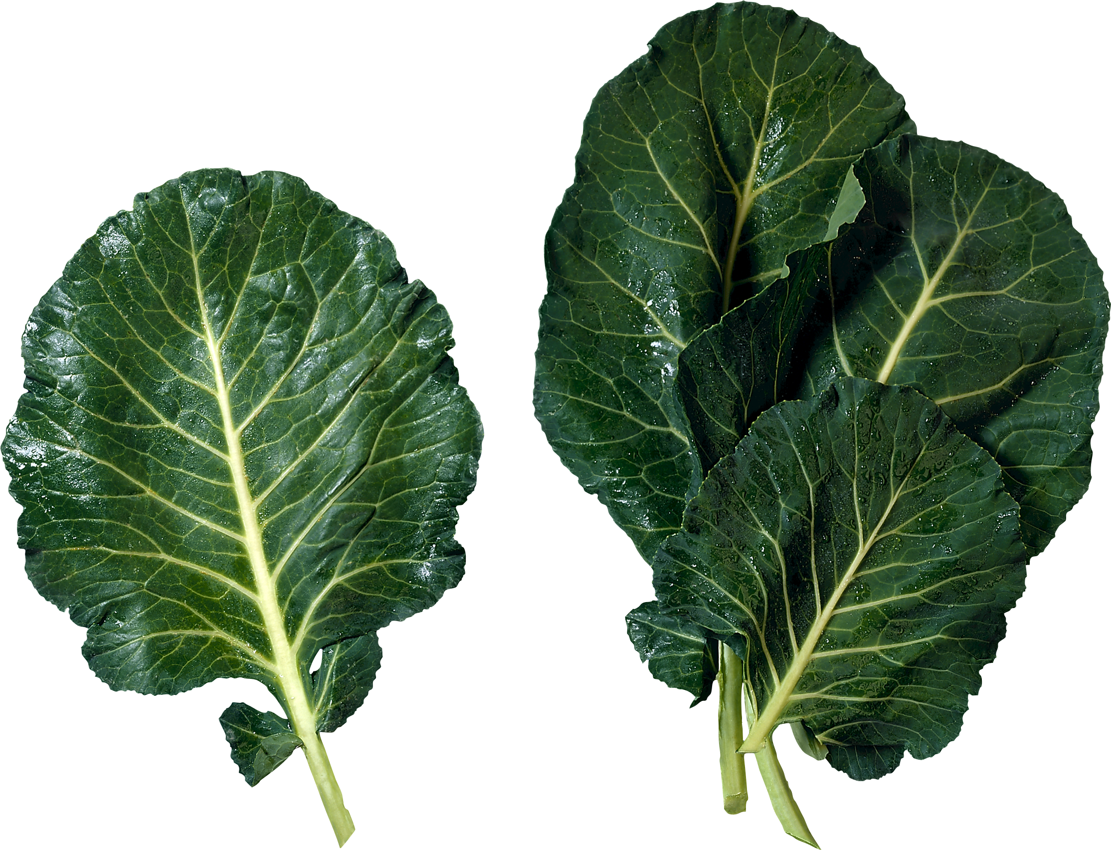 Celtuce PNG Free Photo PNG Image