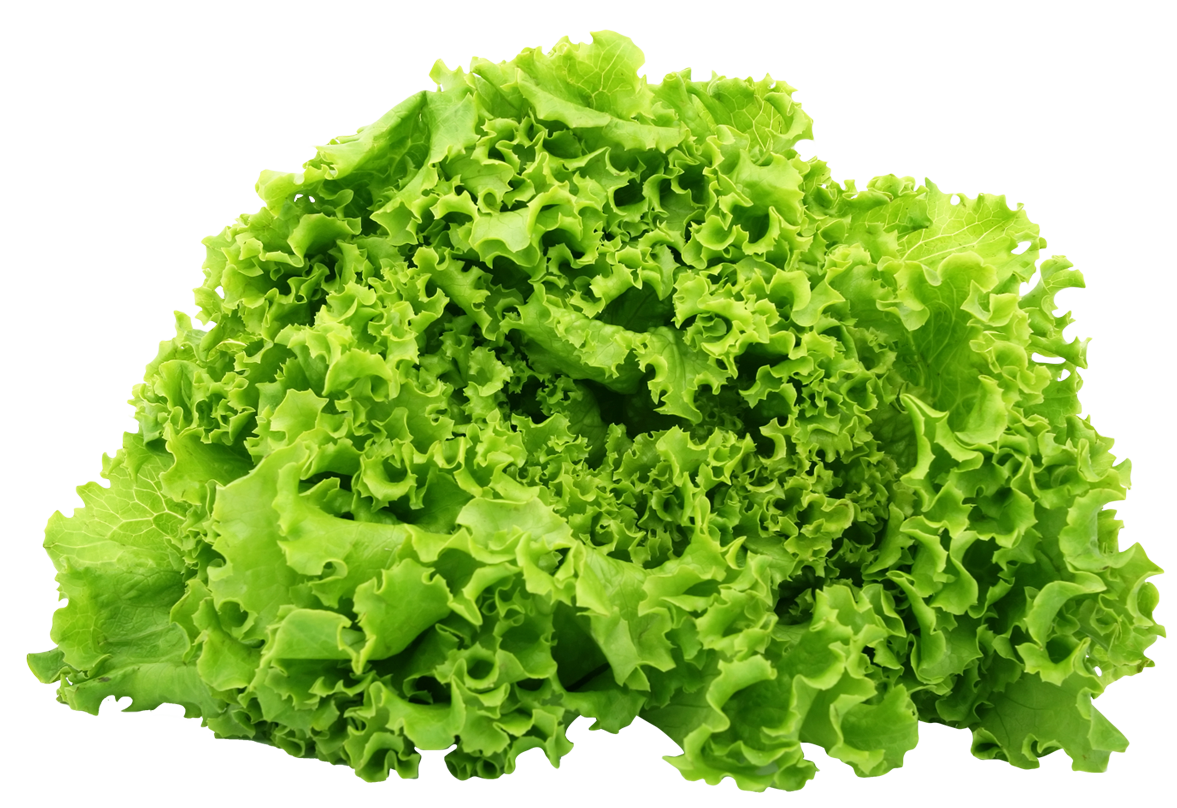 Celtuce Free Download PNG HQ PNG Image