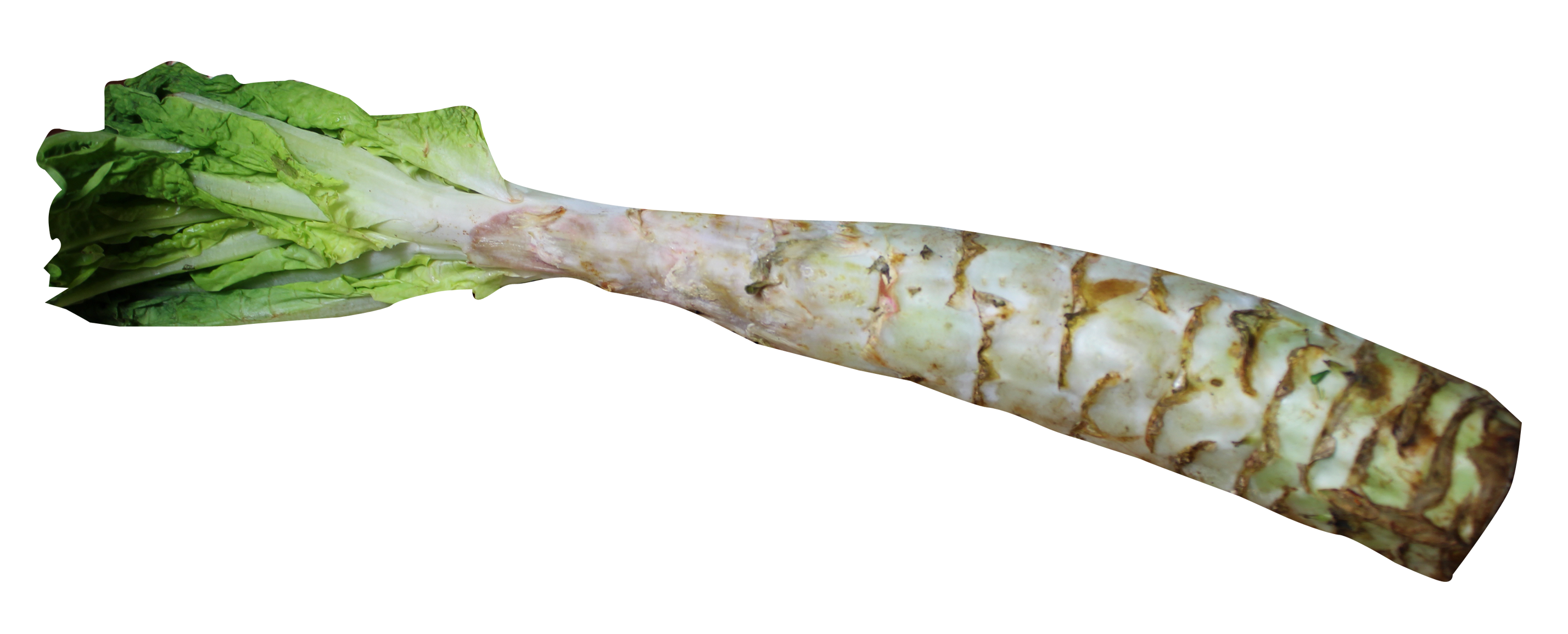 Photos Celtuce PNG Image High Quality PNG Image