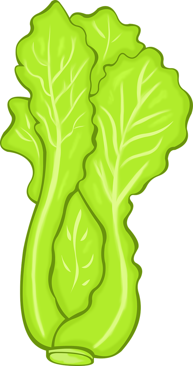 Celtuce HQ Image Free PNG Image