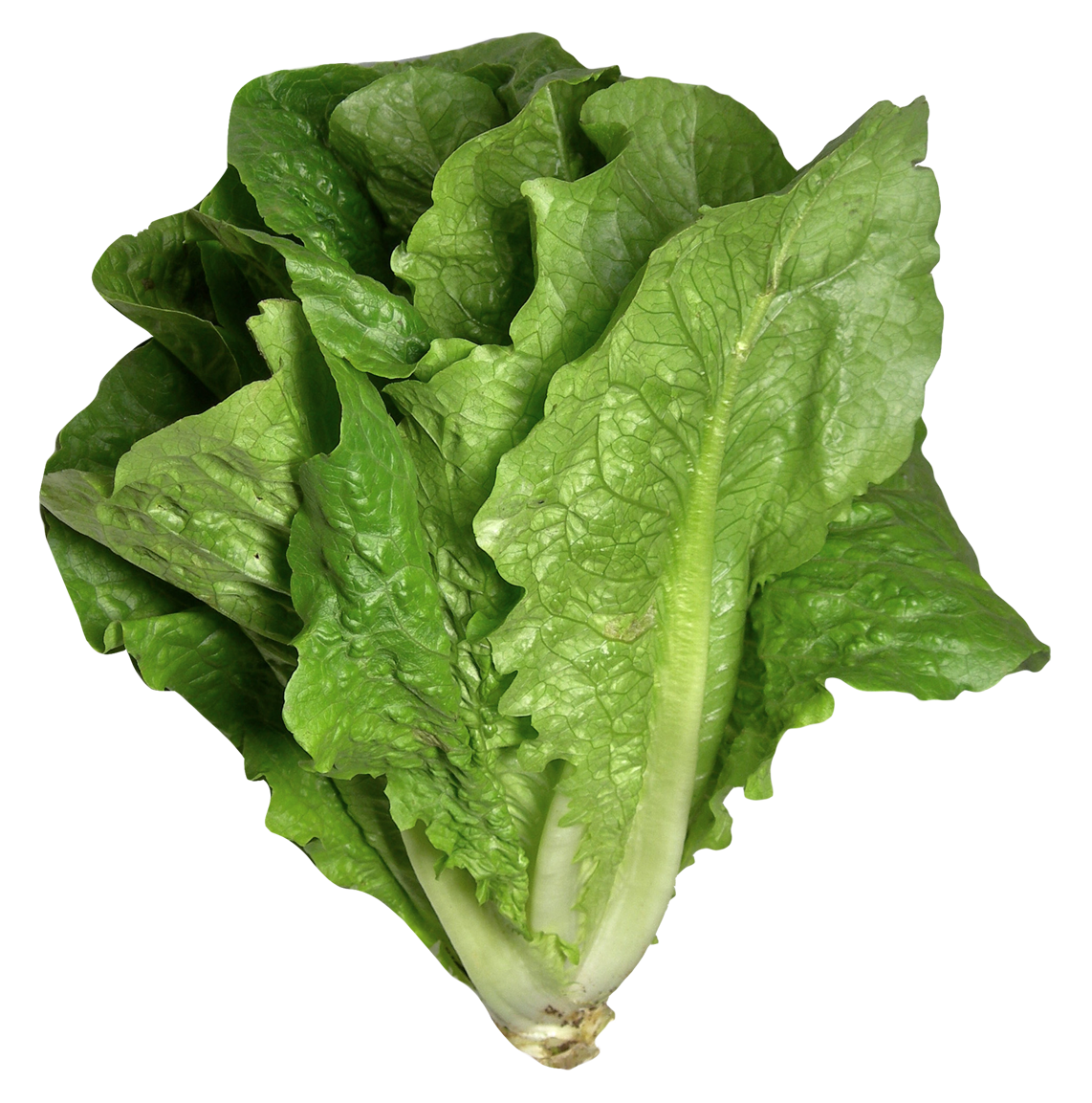 Fresh Celtuce Download HD PNG Image