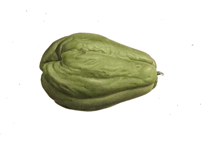 Fresh Chayote Photos PNG Image High Quality PNG Image
