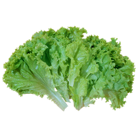 Celtuce Green PNG Download Free PNG