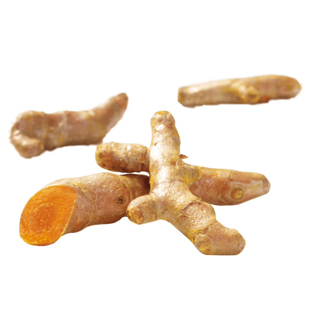 Galangal Free Photo PNG Image