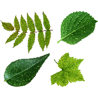 Green Leaf Png Transparent PNG Image