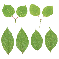 Green Leaf Png Transparent PNG Image