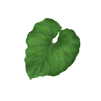 Green Leaf Png PNG