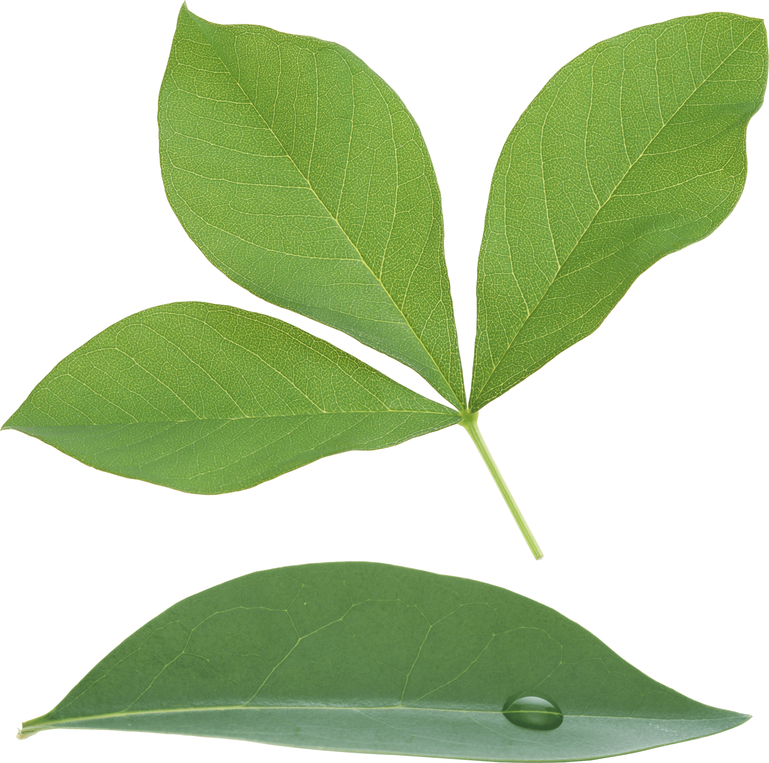 Green Leaf Png PNG Image