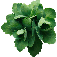 Green Leaf Png Transparent PNG Image