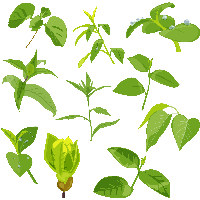 Green Leaves Picture Png PNG
