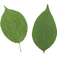 Green Leaf Png PNG