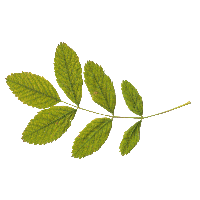 Green Leaf Png PNG