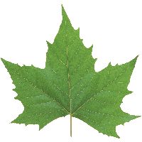 Green Leaf Png PNG