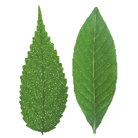 Green Leaf Png PNG