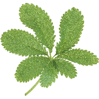 Green Leaf Png PNG