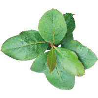 Green Leaf Png PNG