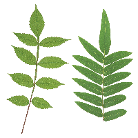 Green Leaf Png PNG