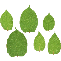 Green Leaf Png PNG