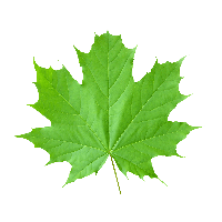 Green Leaf Png PNG