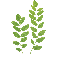 Green Leaf Png PNG