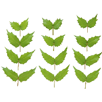Green Leaf Png PNG