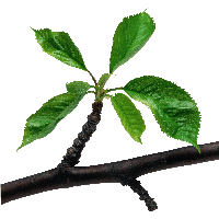 Green Leaves Branch Png PNG