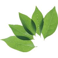 Green Leaf Png PNG