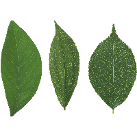 Green Leaf Png Transparent HQ PNG Download | FreePNGImg