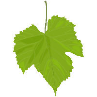 Green Leaf Png PNG