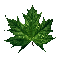 Green Leaf Png PNG