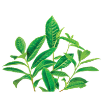 Green Tea Png Image PNG Image