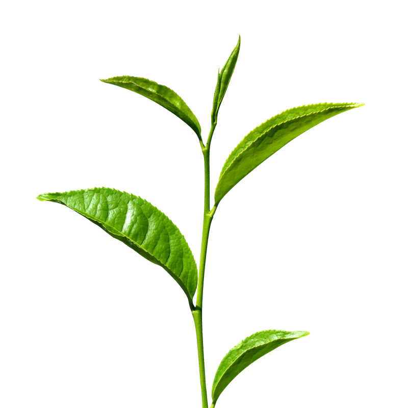 Green Tea Transparent PNG Image