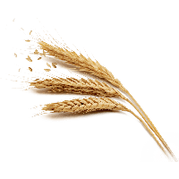 Grain Download Free Download PNG HQ PNG Image