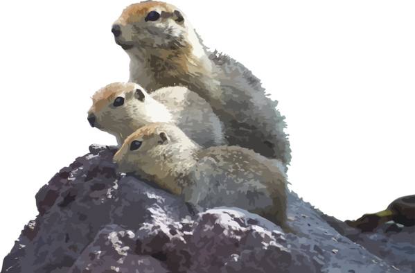 Groundhog Day Gopher Prairie Dog Adaptation For Song PNG Image