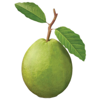 Guava Green Free Clipart HD PNG Image