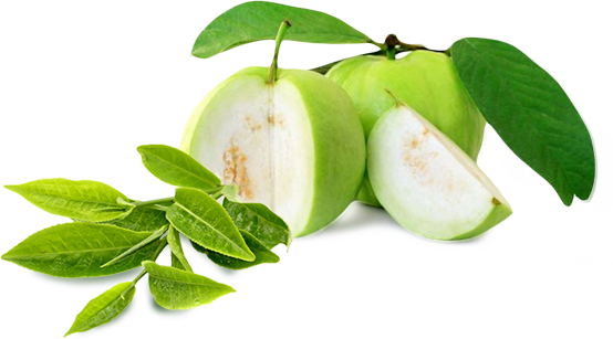 Guava Free PNG HQ PNG Image