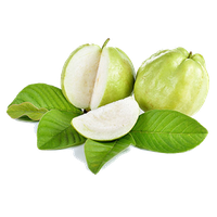 Photos Guava Free Clipart HD PNG Image