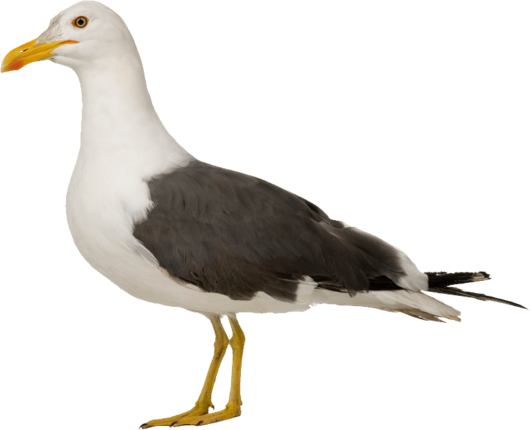 Gull Transparent PNG Image