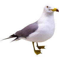 Gull