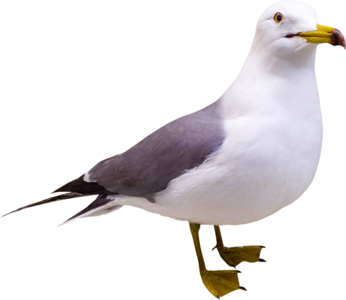 Gull Transparent PNG Image