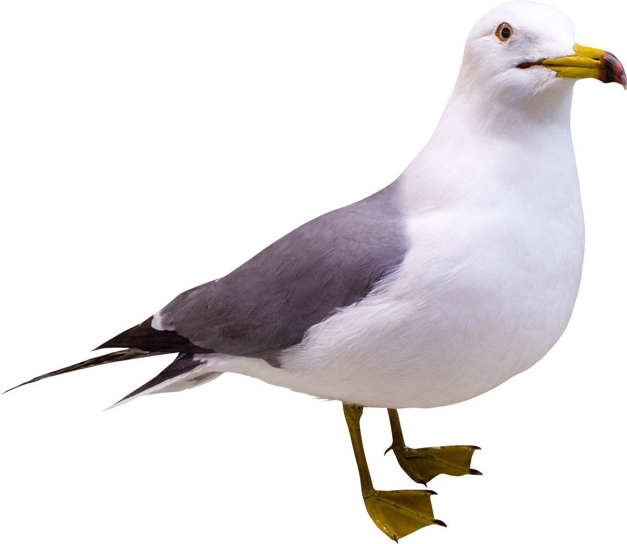 Gull Transparent PNG Image