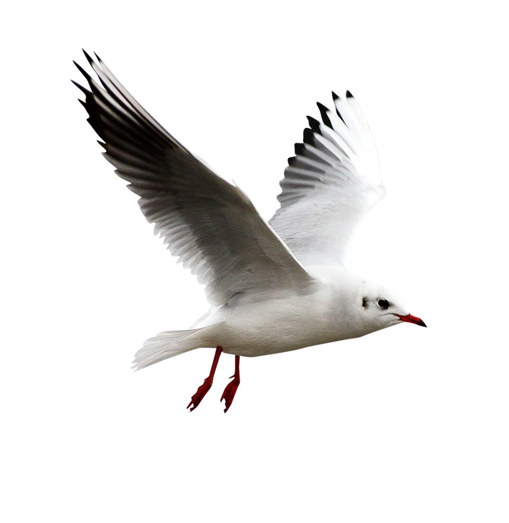 Gull Transparent PNG Image