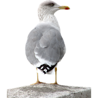 Gull Transparent PNG Image