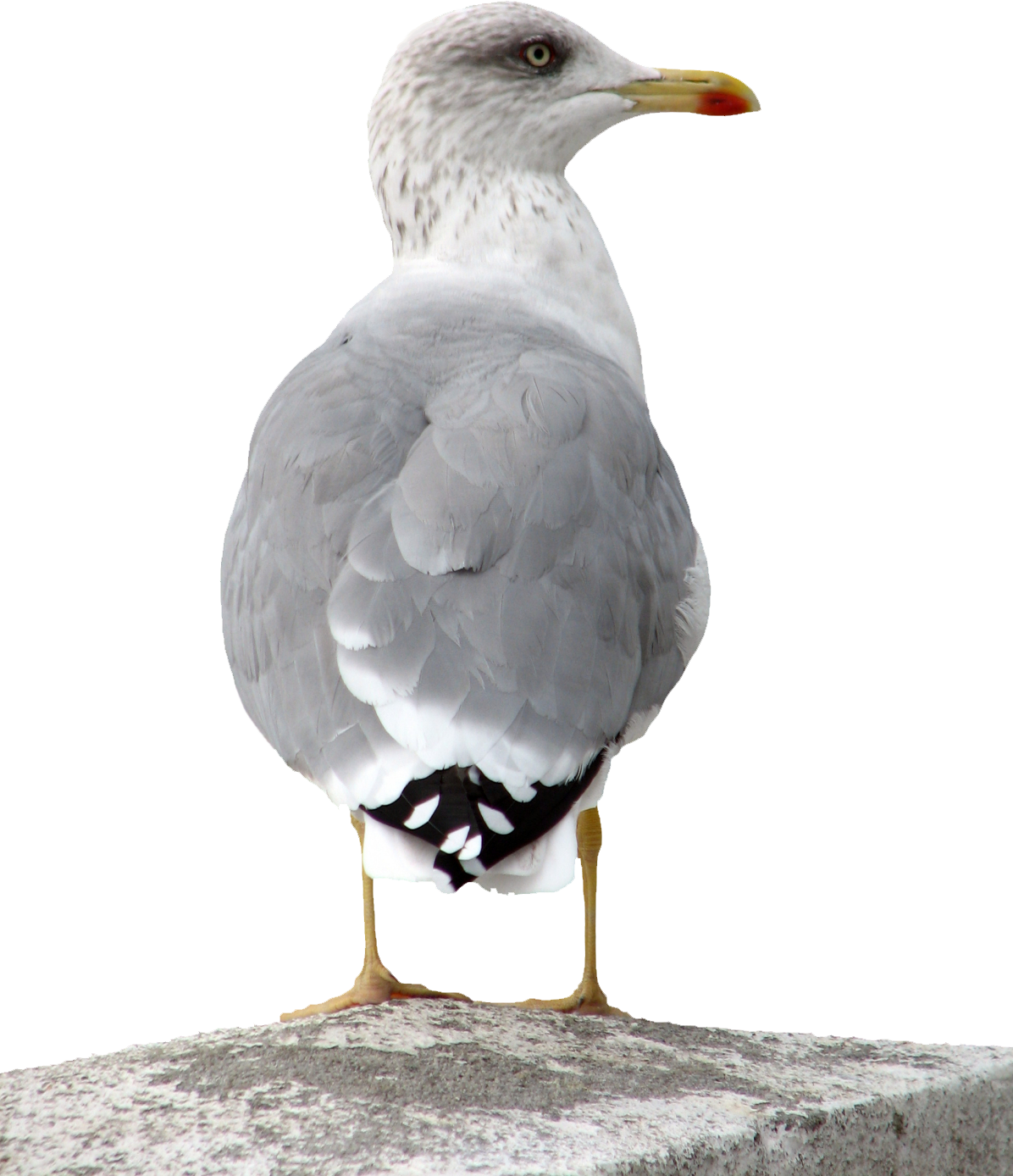 Gull Transparent PNG Image